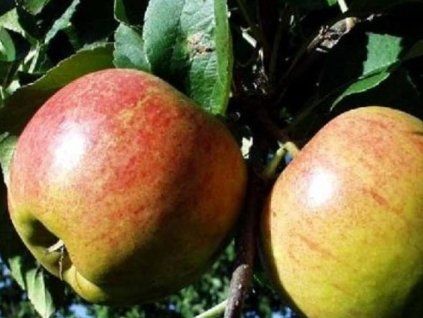 Jabloň 'Elshof'  Malus domestica 'Elshof'