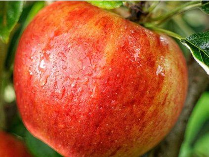 Jabloň 'Elstar'  Malus domestica 'Elstar'