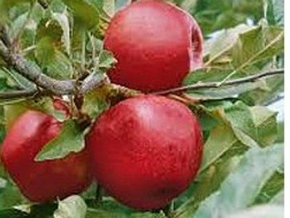 Jabloň 'Empire'  Malus domestica 'Empire'