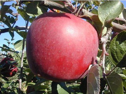 Jabloň 'Enterprise'  Malus domestica 'Enterprise'