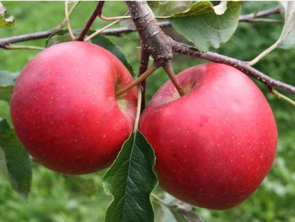 Jabloň 'Fantazia'  Malus domestica 'Fantazia'