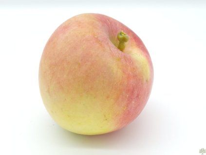 Jabloň 'Fuji'  Malus domestica 'Fuji'