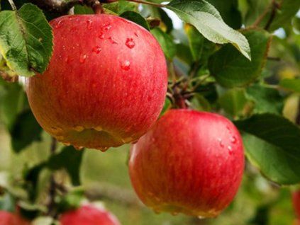 Jabloň 'Gala Must'  Malus domestica 'Gala Must'