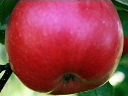 Jabloň 'Gala Natali'  Malus domestica 'Gala Natali'