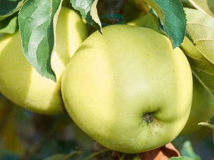 Jabloň sloupovitá 'Goldcats'  Malus domestica 'Goldcats'