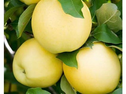 Jabloň 'Golden Delicious Smoothee® '  Malus domestica 'Golden Delicious Smoothee'