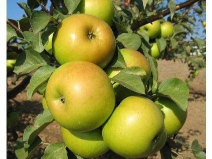 Jabloň 'Goldstar'  Malus domestica 'Goldstar'