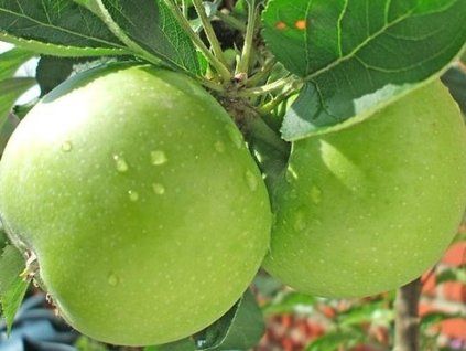 Jabloň 'Granny Smith'  Malus domestica'Granny Smith'
