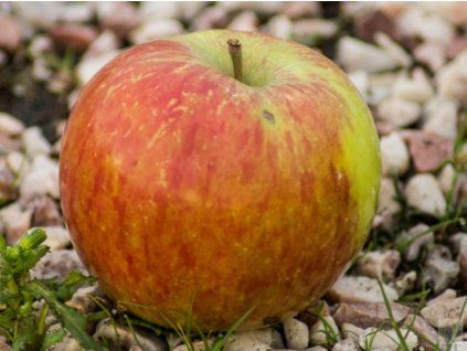 Jabloň 'Grávštýnské'  Malus domestica 'Grávštýnské'