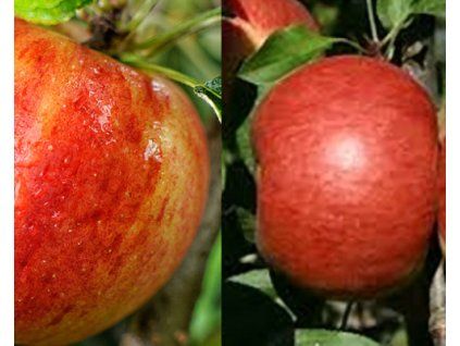 Jabloň 'I18/1 ElstarXTopaz'  Malus domestica 'I18/1 ElstarXTopaz'