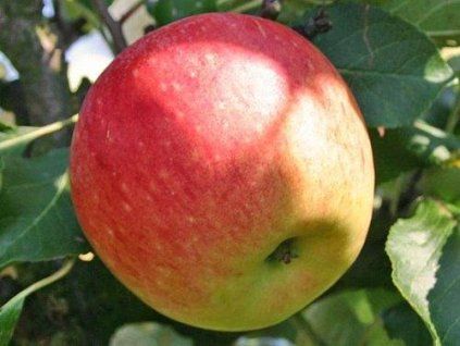 Jabloň 'James Grieve Lired'  Malus domestica 'James Grieve Lired'