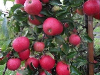 Jabloň 'Jonagold Decosta'  Malus domestica 'Jonagold Decosta'