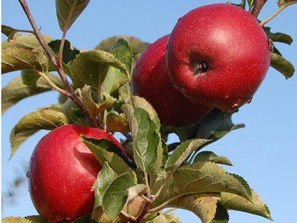 Jabloň 'Jonaprince'  Malus domestica 'Jonaprince'