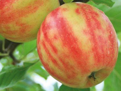 Jabloň 'Karneval'  Malus domestica'Karneval'