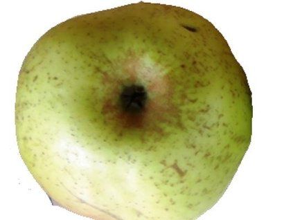 Jabloň 'Kmínová Reneta'  Malus domestica 'Kmínová Reneta'