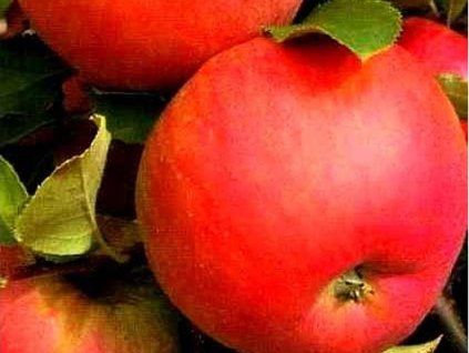 Jabloň sloupovitá 'Královna Čardáše'  Malus domestica 'Královna Čardáše'