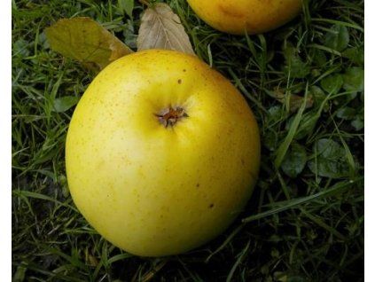 Jabloň 'Landsberská Reneta'  Malus domestica 'Landsberská Reneta'