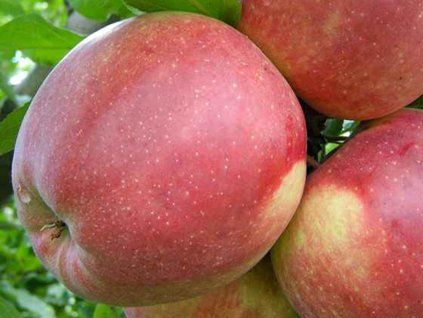 Jabloň 'Ligol'  Malus domestica 'Ligol'