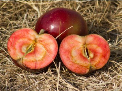 Jabloň sloupovitá 'Maypole'  Malus domestica 'Maypole'