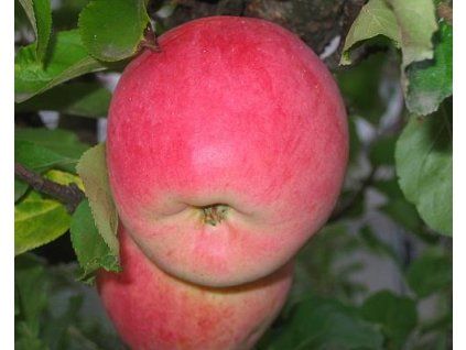 Jabloň 'Melodie'  Malus domestica 'Melodie'