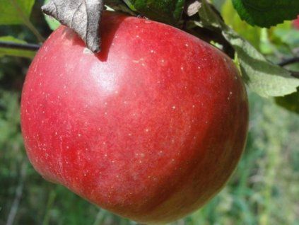 Jabloň 'Melrose'  Malus domestica 'Melrose'