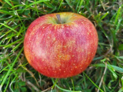 Jabloň 'Merkur'  Malus domestica 'Merkur'