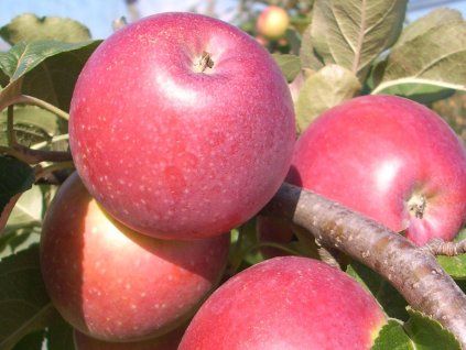 Jabloň 'Minerva'  Malus domestica 'Minerva'