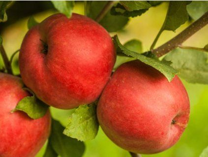 Jabloň 'Mio'  Malus domestica 'Mio'
