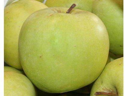 Jabloň 'Mutsu'  Malus domestica 'Mutsu'