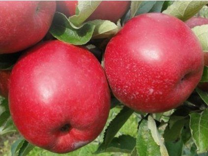 Jabloň 'Najdared'  Malus domestica 'Najdared'