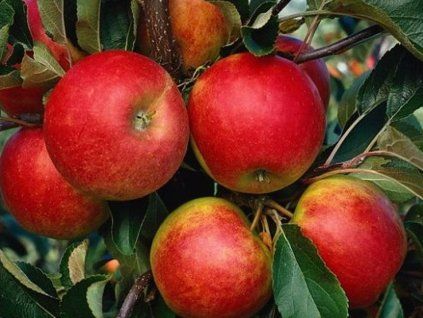 Jabloň 'Nela'  Malus domestica 'Nela'