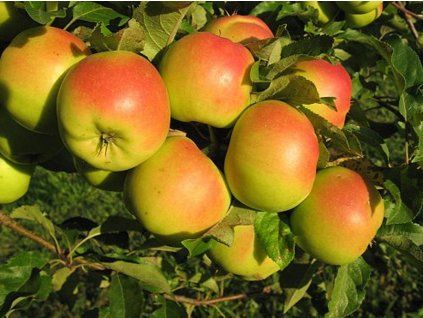 Jabloň 'Otava'  Malus domestica 'Otava'