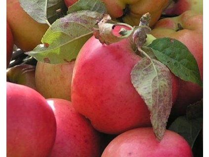 Jabloň 'Prima'  Malus domestica 'Prima'
