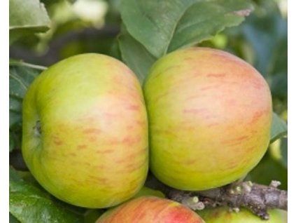 Jabloň 'Princ Albert'  Malus domestica 'Princ Albert'
