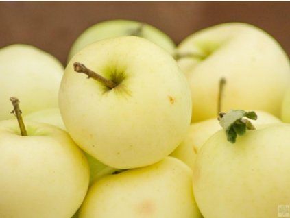 Jabloň 'Průsvitné letní'  Malus domestica 'Průsvitné letní'