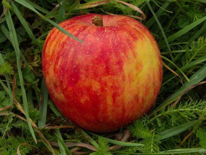 Jabloň 'Red Boskoop'  Malus domestica 'Red Boskoop'