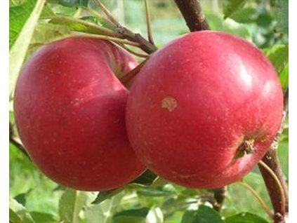 Jabloň 'Red Devil'  Malus domestica 'Red Devil'