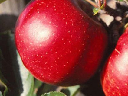 Jabloň 'Red Jonagold'  Malus domestica 'Red Jonagold'