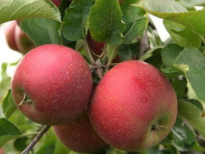 Jabloň 'Red Jonaprince Wilton's'  Malus domestica 'Red Jonaprince Wilton's'