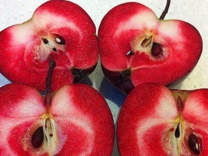 Jabloň 'Red Love'  Malus domestica 'Red Love'
