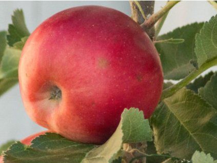 Jabloň 'Rozela'  Malus domestica 'Rozela'