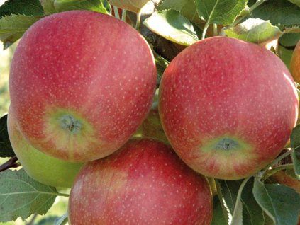Jabloň 'Rubinstar'  Malus domestica 'Rubinstar'
