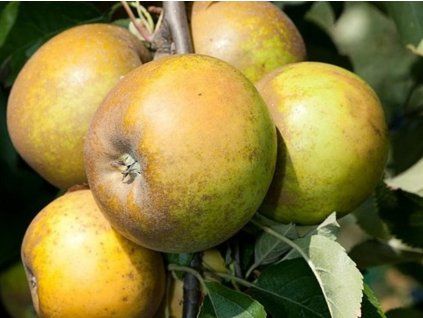 Jabloň 'Egmont Russet'  Malus domestica 'Russet'