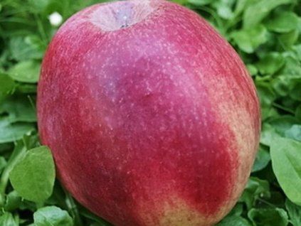 Jabloň 'Řehtáč soudkovitý'  Malus domestica 'Řehtáč soudkovitý'