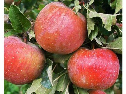 Jabloň 'Selena'  Malus domestica 'Selena'