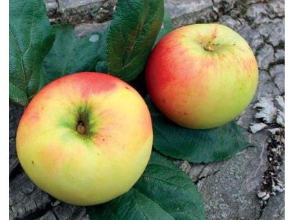 Jabloň 'Schmidtbergerovo'  Malus domestica 'Schmidtbergerovo'