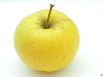 Jabloň 'Sirius'  Malus domestica 'Sirius'