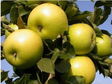 Jabloň sloupovitá 'Smaragd'  Malus domestica 'Smaragd'