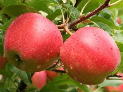 Jabloň 'Šampion'  Malus domestica 'Šampion'
