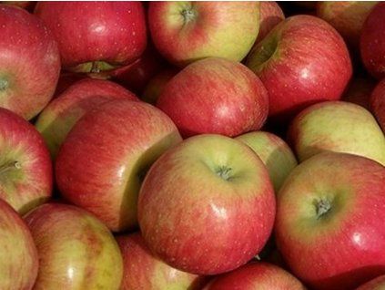 Jabloň 'Topaz'  Malus domestica 'Topaz'